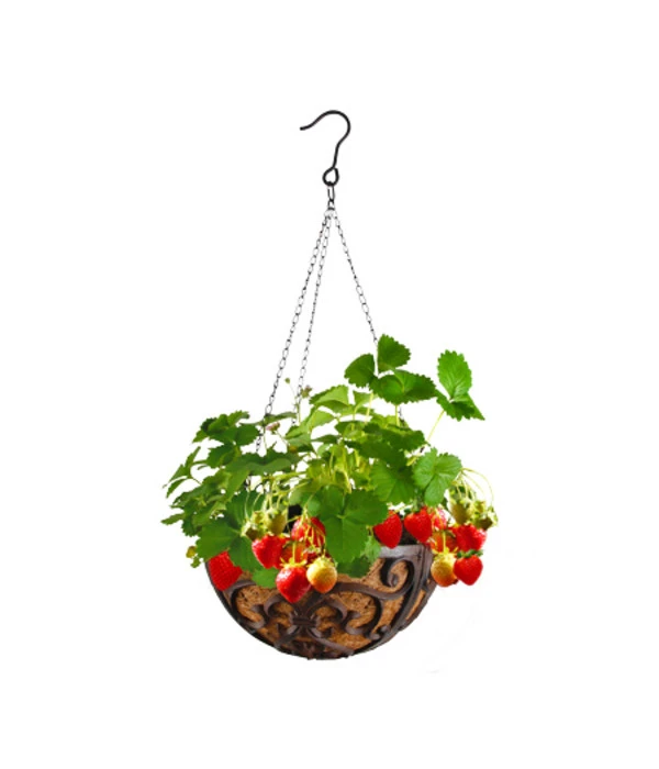 Dehner Gusseisen-Hängeampel Katalonien Mit Kokoseinlage, Rund, Rost, Ca. Ø30/H15 Cm – Bild 3