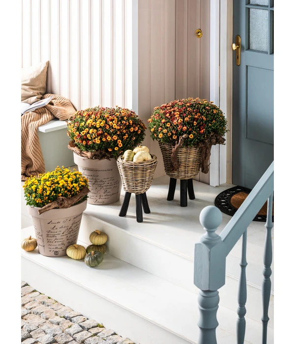 Van Der Leeden Rattan-Topf – Bild 4