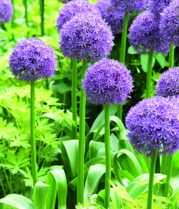 Dehner Blumenzwiebel 5 Monate Blütenpracht, 200 Stk. – Bild 2