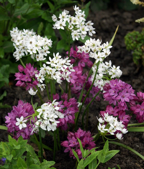 Dehner Blumenzwiebel 5 Monate Blütenpracht, 200 Stk. – Bild 3