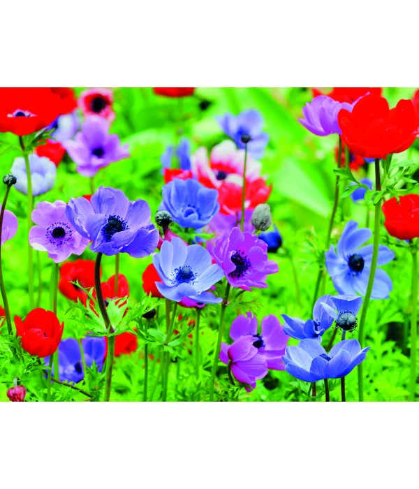 Dehner Blumenzwiebel 5 Monate Blütenpracht, 200 Stk. – Bild 4