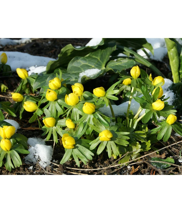 Dehner Blumenzwiebel 5 Monate Blütenpracht, 200 Stk. – Bild 5