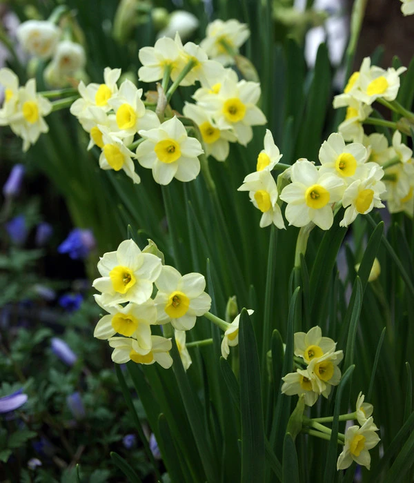 Dehner Blumenzwiebel 5 Monate Blütenpracht, 200 Stk. – Bild 6