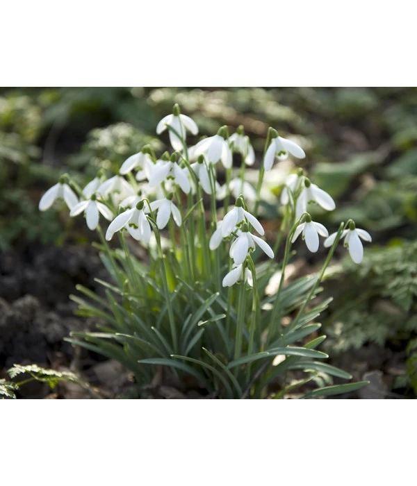 Dehner Blumenzwiebel 5 Monate Blütenpracht, 200 Stk. – Bild 7