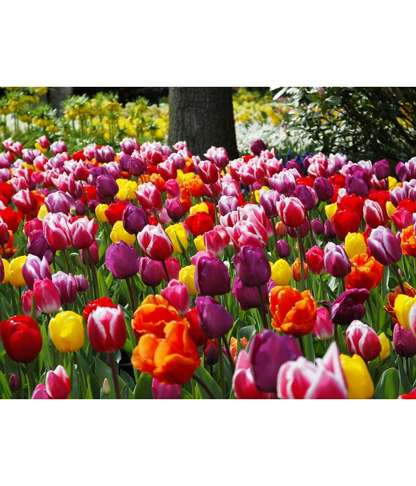 Dehner Blumenzwiebel 5 Monate Blütenpracht, 200 Stk. – Bild 11