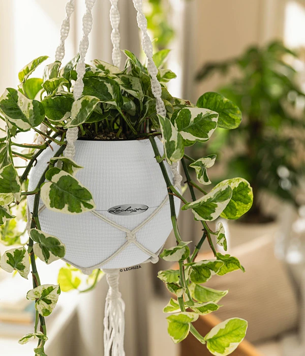 LECHUZA® PURO Color, All-in-One-Set, Inkl. Makramee-Aufhängung – Bild 4