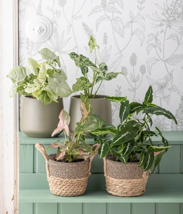 Dehner Seegras-Korb Lilja, Konisch – Bild 2