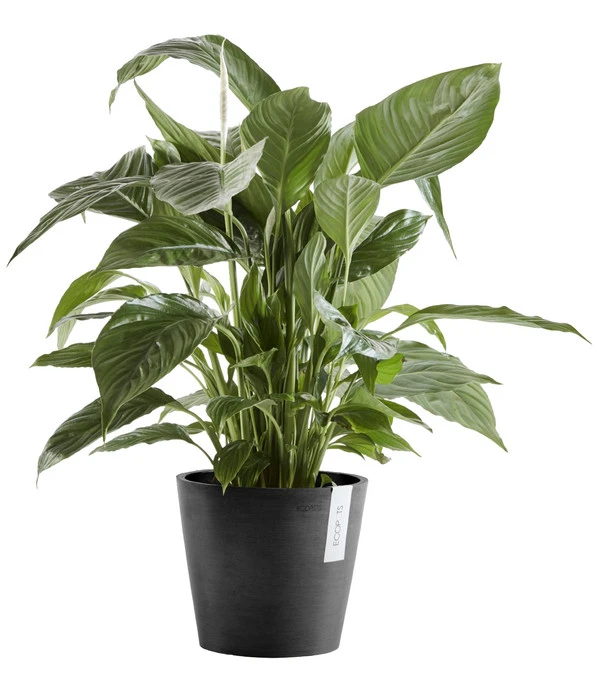 Ecopots Kunststoff-Topf Amsterdam Mit Wassersystem, Rund – Bild 2