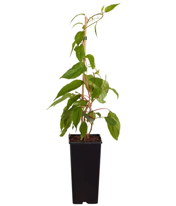 Kiwi 'Weiki®' – Bild 2