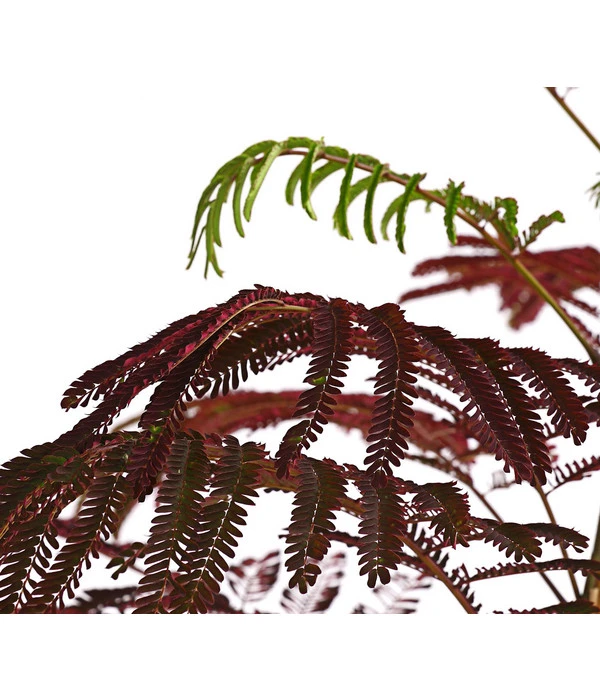 Seidenbaum - Seidenakazie 'Summer Chocolate' – Bild 2