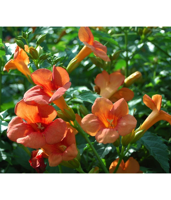 Trompetenblume 'Mme. Galen'