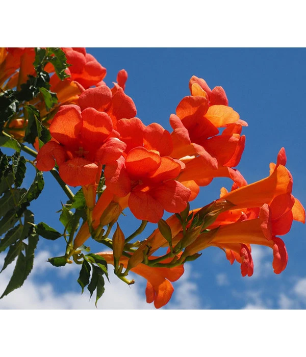 Trompetenblume 'Mme. Galen' – Bild 3