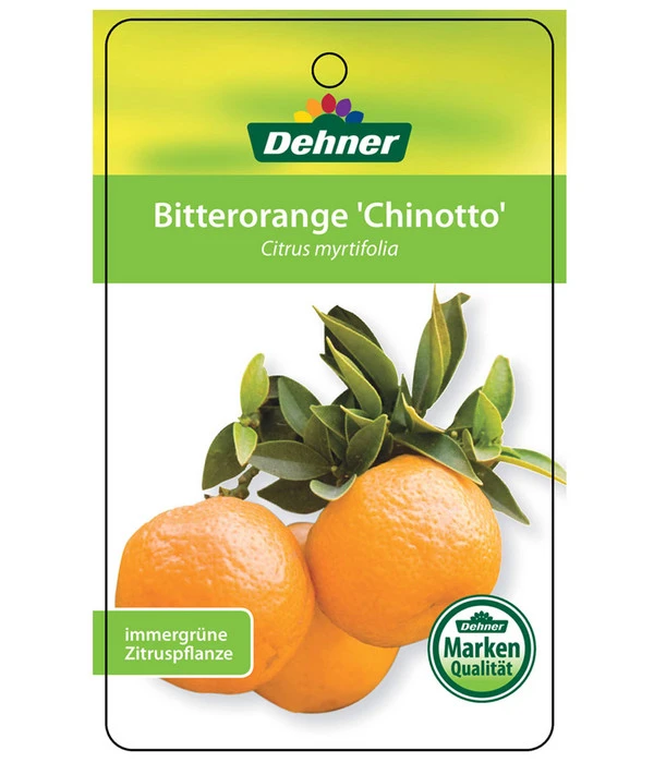 Bitterorange 'Chinotto' – Bild 4