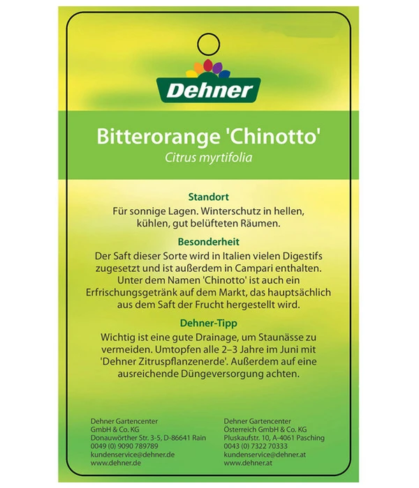 Bitterorange 'Chinotto' – Bild 5