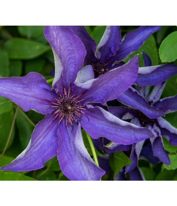 Waldrebe - Clematis, Rankhilfe – Bild 5