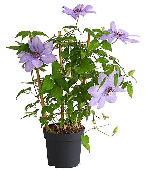 Waldrebe - Clematis, Rankhilfe – Bild 4