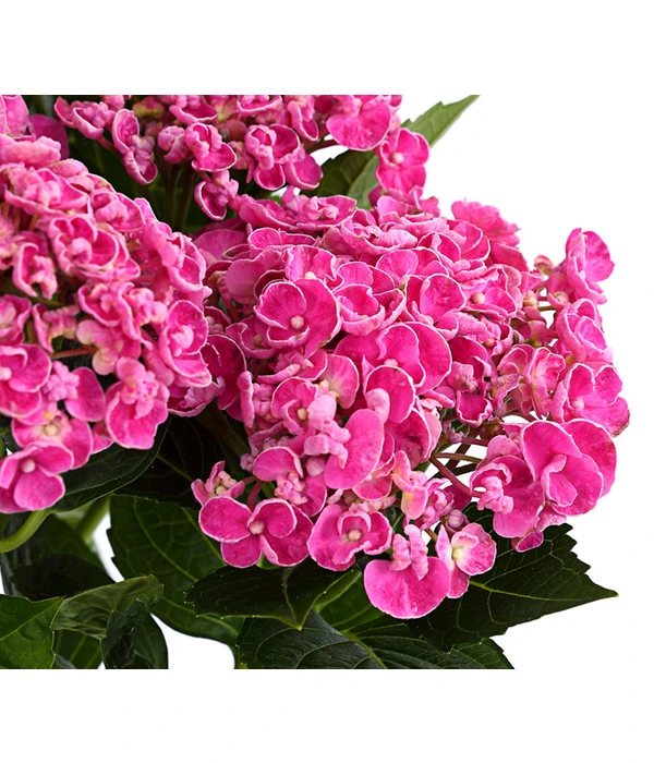 Garten-Hortensie 'Curly Wurly'