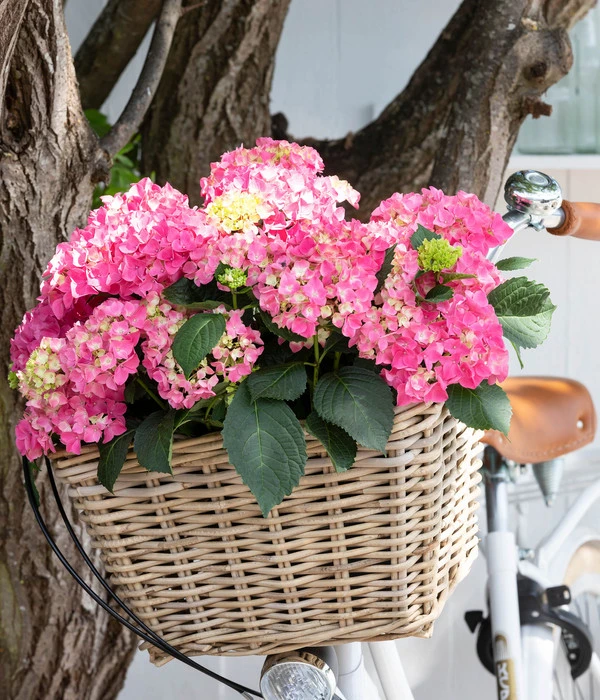 Garten-Hortensie 'Curly Wurly' – Bild 3