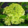 Rispen-Hortensie 'Little Lime®'