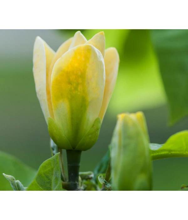 Duft-Magnolie 'Yellow Bird'