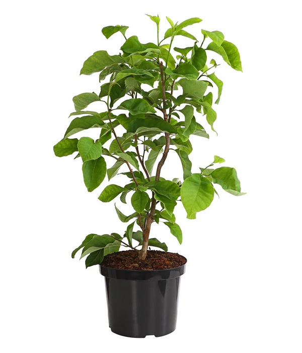 Duft-Magnolie 'Yellow Bird' – Bild 2