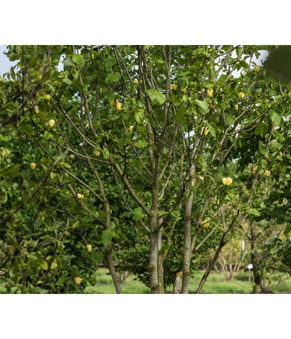 Duft-Magnolie 'Yellow Bird' – Bild 3
