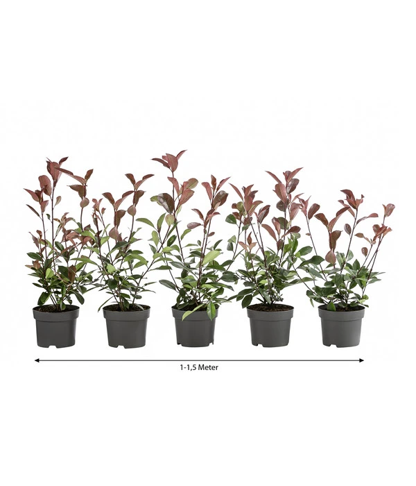 1-1,5 Meter Purpur-Glanzmispel 'Red Robin', 5 X Ca. 35 Cm