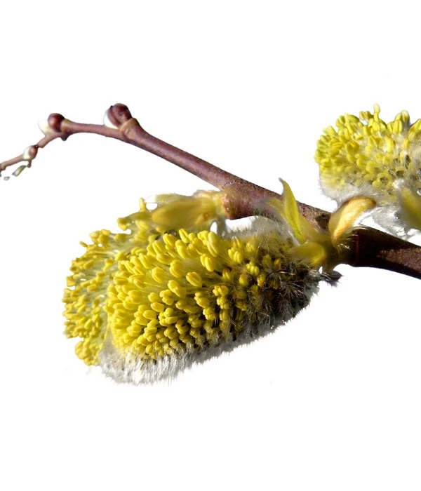 Kriech-Weide 'Iona', Stämmchen – Bild 2