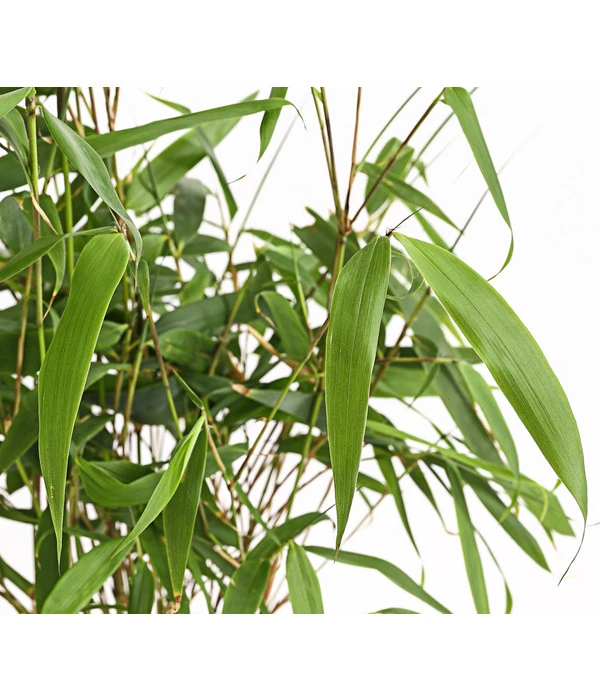 Hoher Schirmbambus – Bild 2