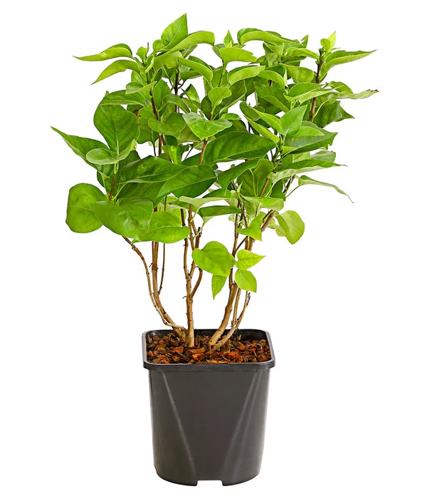 Flieder 'Mme. Lemoine' – Bild 2