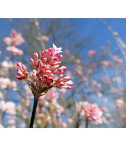 Winter-Schneeball 'Dawn'