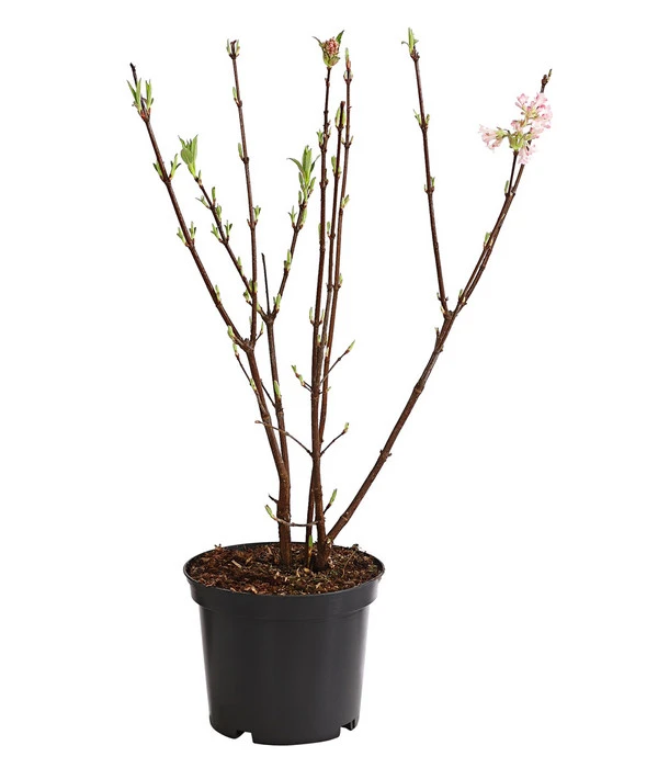 Winter-Schneeball 'Dawn' – Bild 2