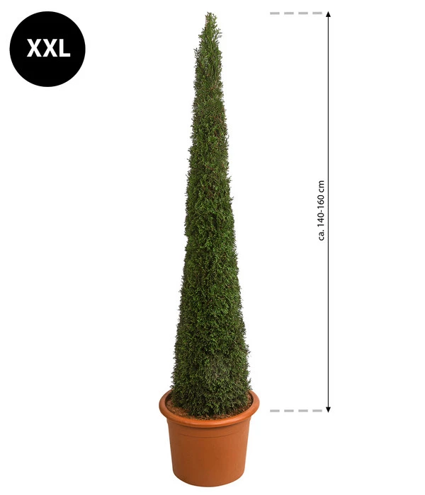 XXL Lebensbaum 'Smaragd' Torwächter – Bild 2