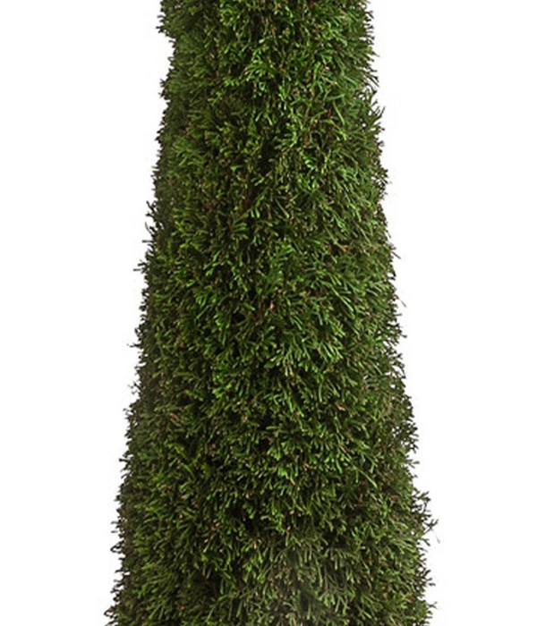 XXL Lebensbaum 'Smaragd' Torwächter – Bild 3