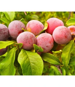 Aprikosen-Pflaume 'Aprisali®'