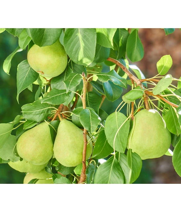 Zwergbirne 'Luisa' – Bild 3