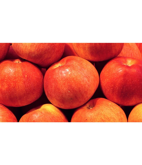 Dehner Zwergapfel 'Croquella' – Bild 2