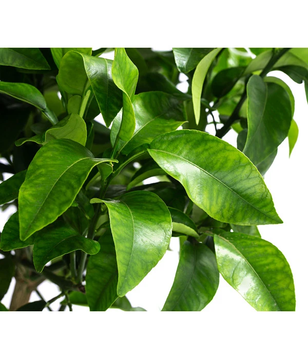 Rosafarbene Grapefruit – Bild 3