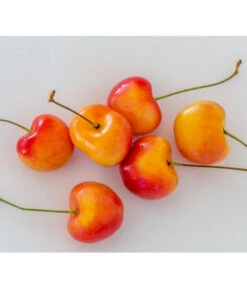 Süßkirsche 'Große Prinzessin'