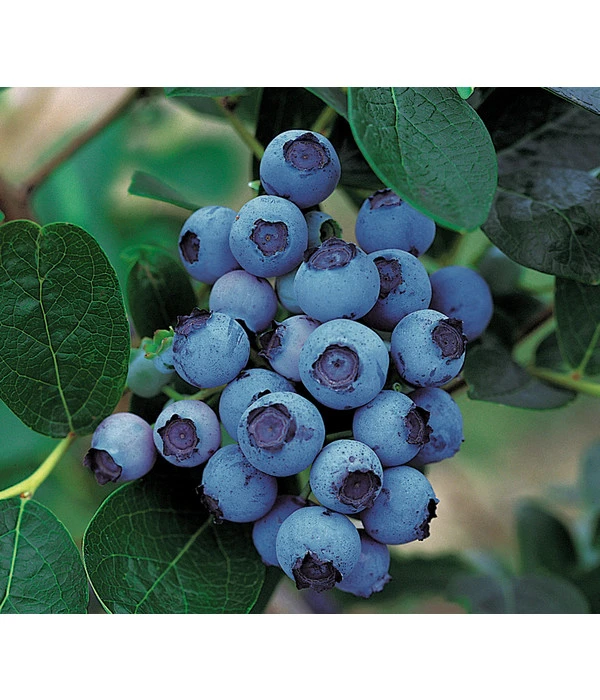 Dehner Gourmet Garten Heidelbeere 'Spartan'