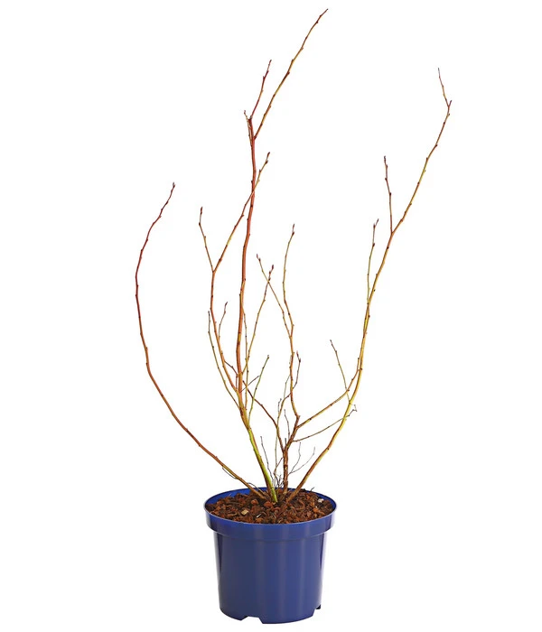 Dehner Gourmet Garten Heidelbeere 'Spartan' – Bild 3