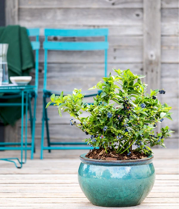 Dehner Gourmet Garten Heidelbeere 'Spartan' – Bild 4