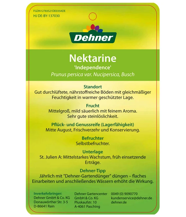 Dehner Nektarine 'Independence' – Bild 3