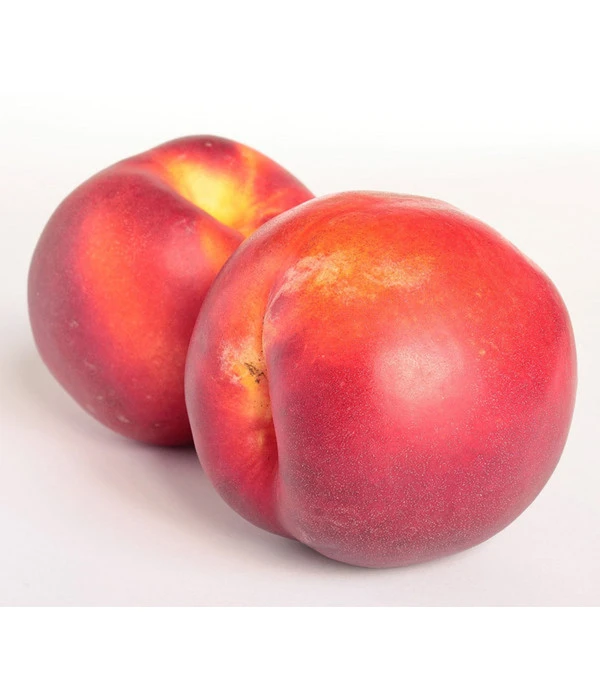 Dehner Nektarine 'Independence'