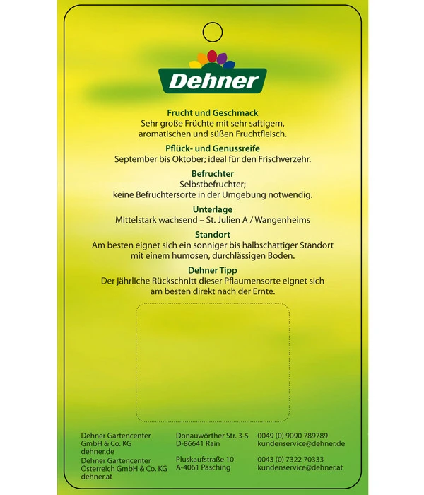 Dehner Pflaume 'Königin Viktoria' – Bild 4