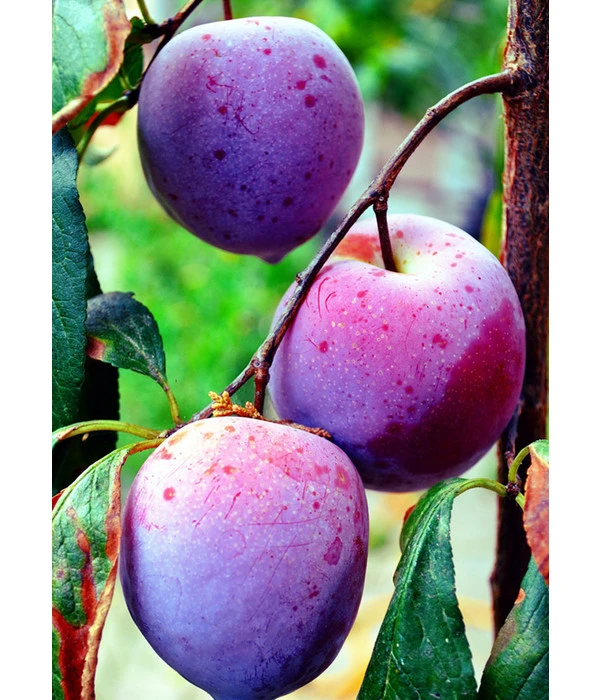 Dehner Pflaume 'Königin Viktoria' – Bild 2