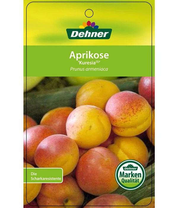 Aprikose 'Kuresia' – Bild 3