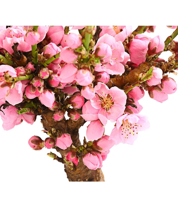 Zwergnektarine 'Nectarella' – Bild 4