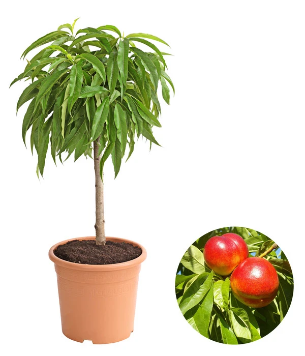 Zwergnektarine 'Nectarella'