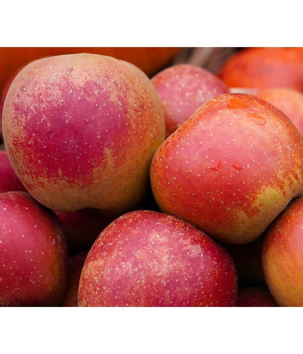 Winterapfel 'Roter Boskoop'
